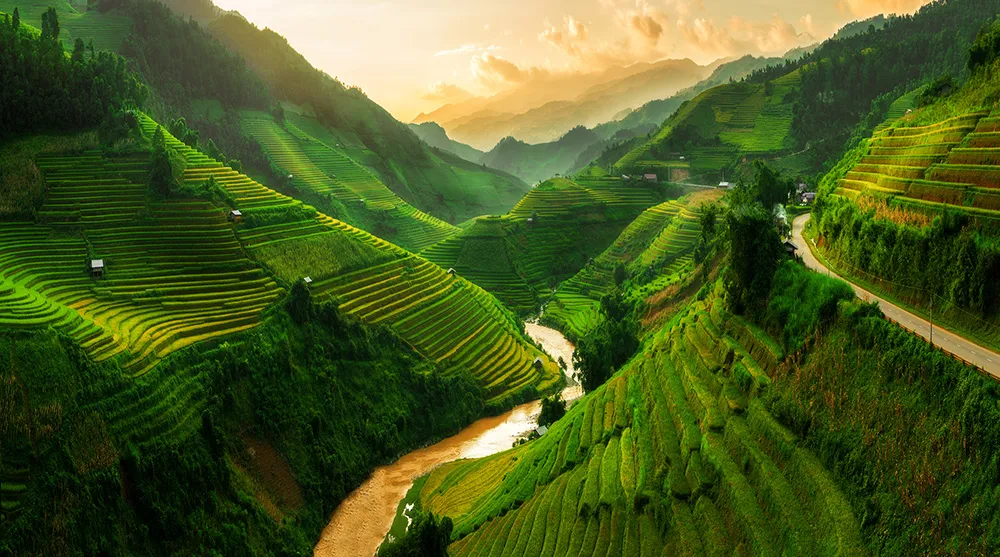 Rice fields